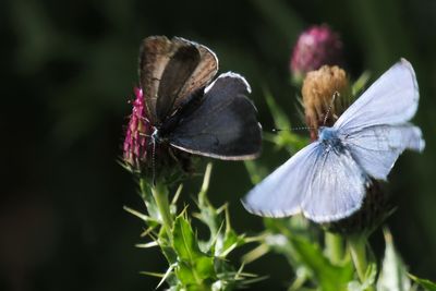 Holly Blue, Hamilton