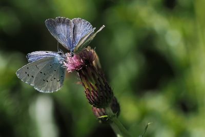 Holly Blue, Hamilton