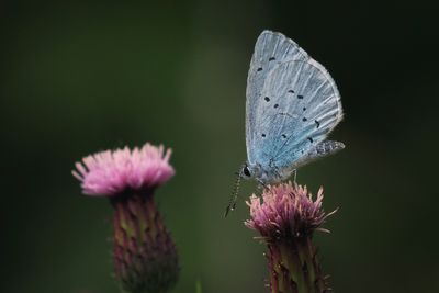 Holly Blue, Hamilton