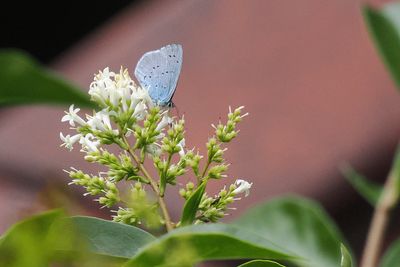 Holly Blue, Hamilton