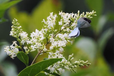 Holly Blue, Hamilton