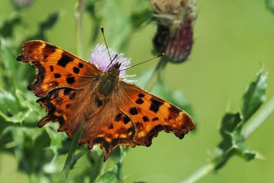 Comma, Burn of Mar