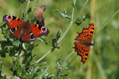 Peacock and Comma, Burn of Mar