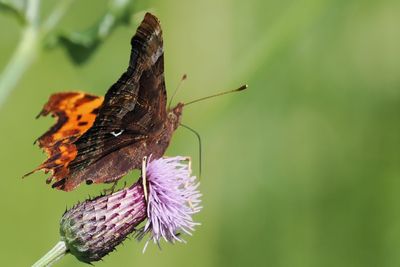 Comma, Burn of Mar