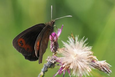 Scotch Argus, Glen Douglas