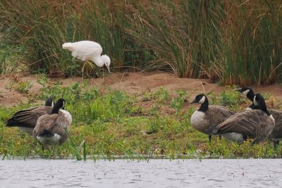 Little Egret, Crom Mhin Bay-Loch Lomond