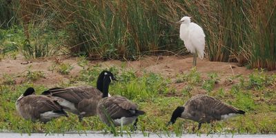 Little Egret, Crom Mhin Bay-Loch Lomond