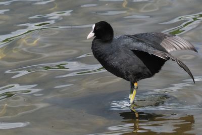Coot, Hogganfield Loch, Glasgow