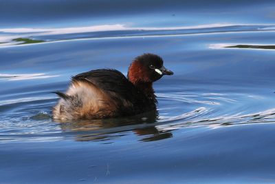 Little Grebe, Hogganfield Loch, Glasgow