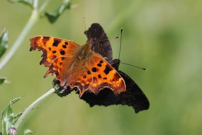 Peacock and Comma, Burn of Mar
