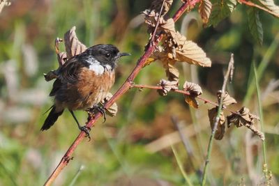 Stonechat, RSPB Loch Lomond