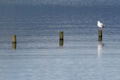 Black-headed Gull, RSPB Loch Lomond