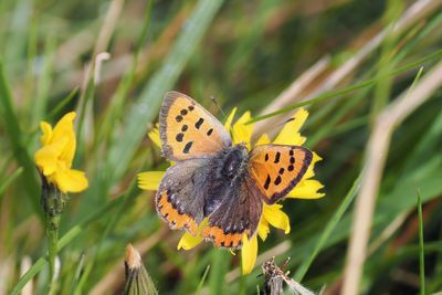 Small Copper, RSPB Loch Lomond