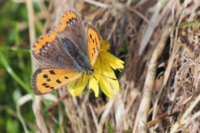 Small Copper, RSPB Loch Lomond