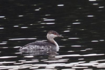 Slavonian Grebe, Garnqueen Loch