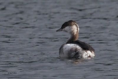 Slavonian Grebe, Garnqueen Loch