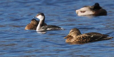 Slavonian Grebe, Sallochy Bay, Loch Lomond