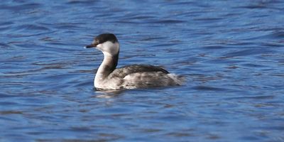 Slavonian Grebe, Sallochy Bay, Loch Lomond