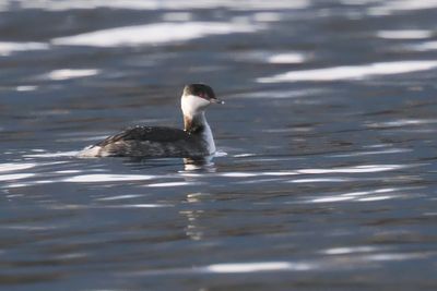 Slavonian Grebe, Sallochy Bay, Loch Lomond