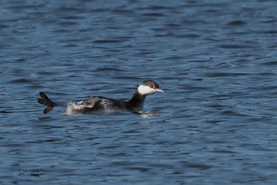 Slavonian Grebe, Hogganfield Loch, Glasgow