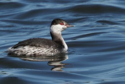 Slavonian Grebe, Hogganfield Loch, Glasgow