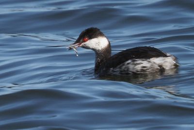 Slavonian Grebe, Hogganfield Loch, Glasgow