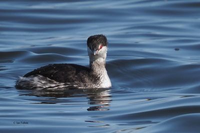 Slavonian Grebe, Hogganfield Loch, Glasgow