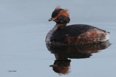 Slavonian Grebe