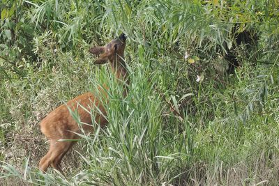 Roe Deer. RSPB Baron's Haugh