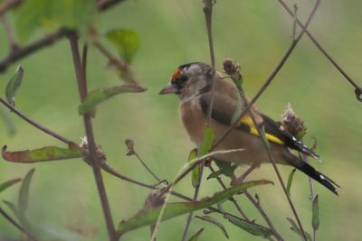 Goldfinch, Ardmore Point