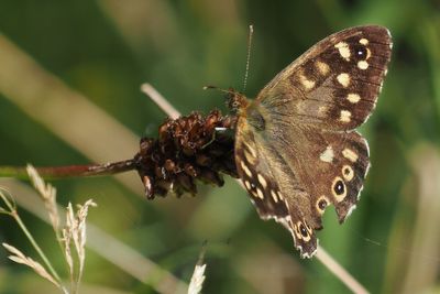 Speckled Wood, Carbarns Haugh