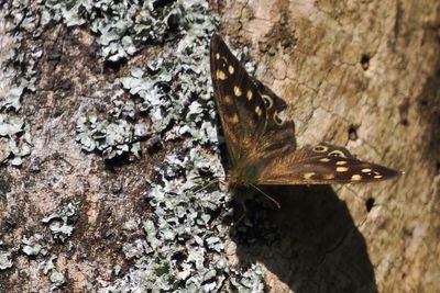 Speckled Wood, Carbarns Haugh