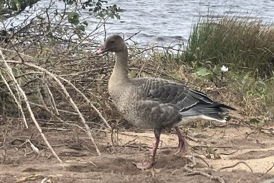 Pink-footed Goose, RSPB Loch Lomond