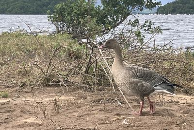 Pink-footed Goose, RSPB Loch Lomond