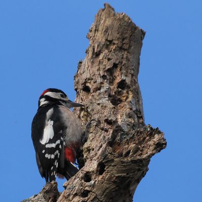 Great Spotted Woodpecker, RSPB Loch Lomond