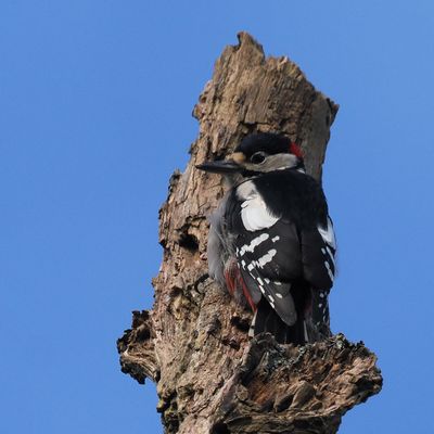 Great Spotted Woodpecker, RSPB Loch Lomond