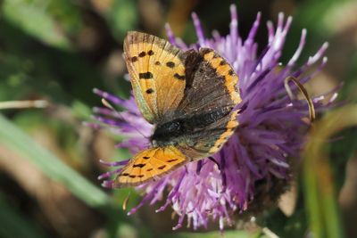 Small Copper, RSPB Loch Lomond