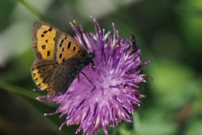Small Copper, RSPB Loch Lomond