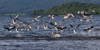 Greylag Geese, RSPB Loch Lomond