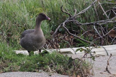 Pink-footed Goose, RSPB Loch Lomond