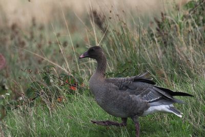 Pink-footed Goose, RSPB Loch Lomond
