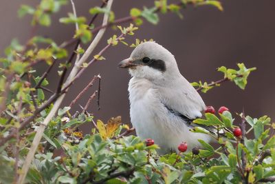 (Steppe) Great Grey Shrike, Dunbar-Lothian