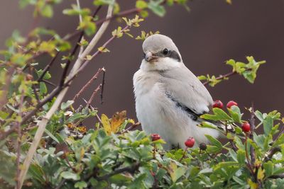 (Steppe) Great Grey Shrike, Dunbar-Lothian