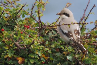 (Steppe) Great Grey Shrike, Dunbar-Lothian