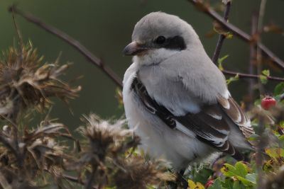 (Steppe) Great Grey Shrike, Dunbar-Lothian