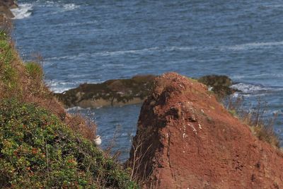(Steppe) Great Grey Shrike, Dunbar-Lothian
