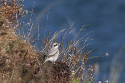 (Steppe) Great Grey Shrike, Dunbar-Lothian