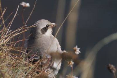 (Steppe) Great Grey Shrike, Dunbar-Lothian