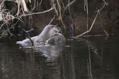 Otter (mother and kit), Endrick Water at RSPB Lpoch Lomond