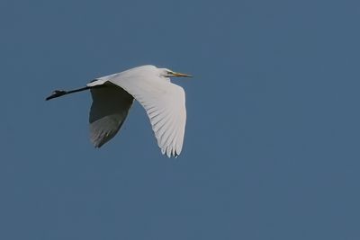 Great White Egret, RSPB Loch Lomond